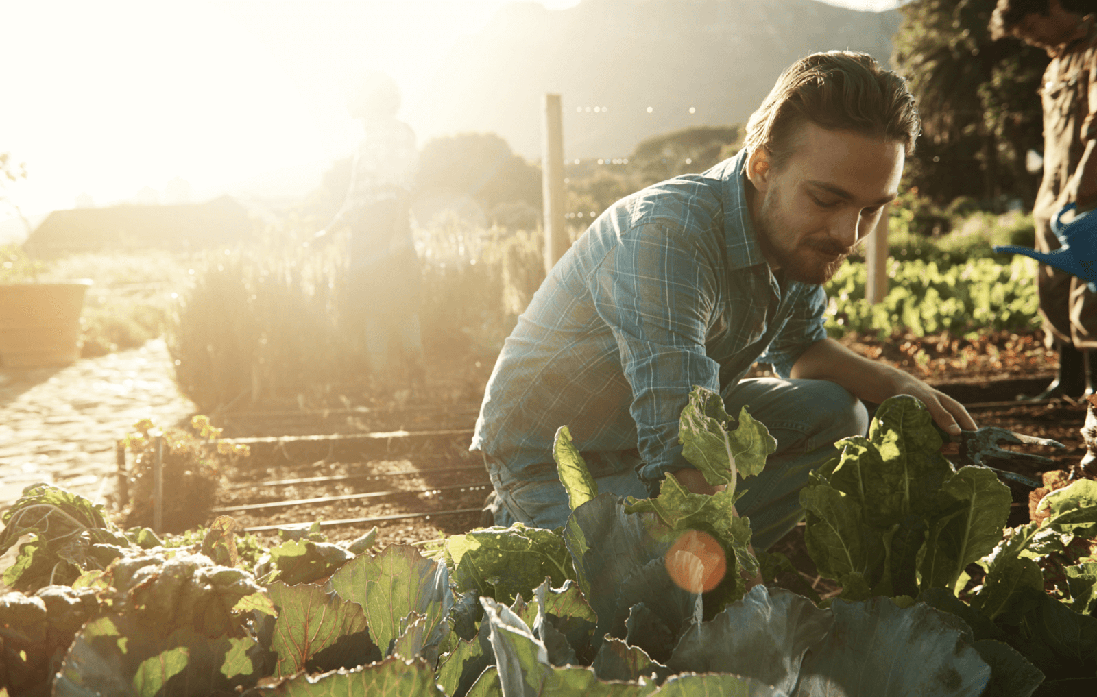 environmentally sustainable dieting