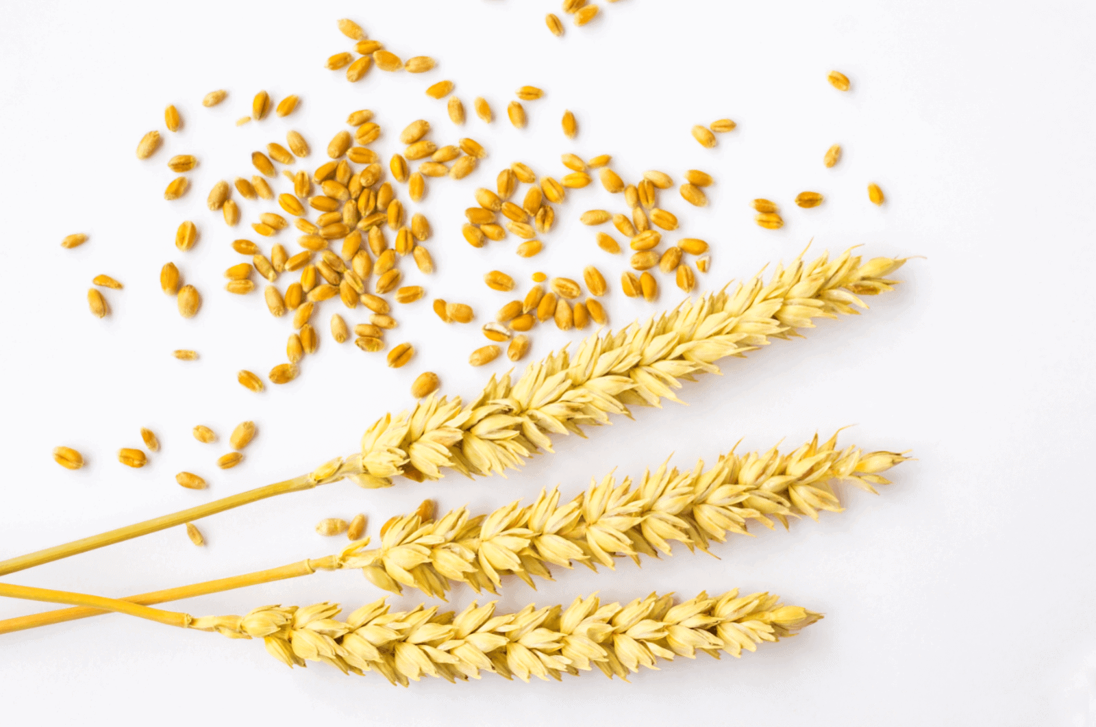 noom vs gluten-free diet
