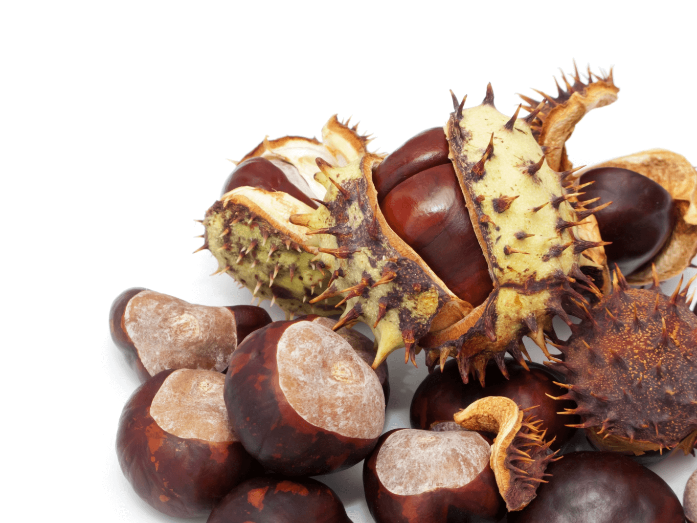 horse chestnut ingredient