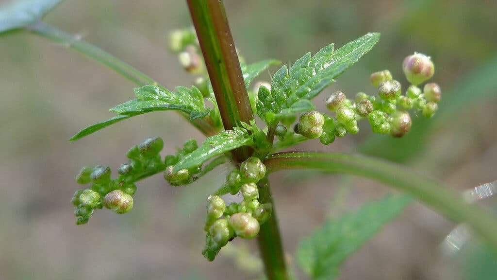 skinnyfit tea nettle leaf ingredient