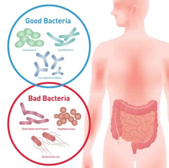 benefits of probiotics