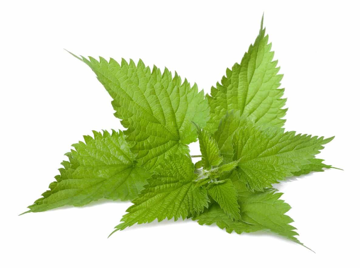 stinging nettle ingredient