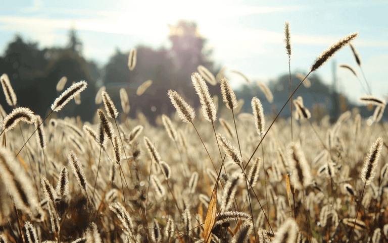 Food Allergies - Food Allergies Guide: 3 Real Facts to Know First