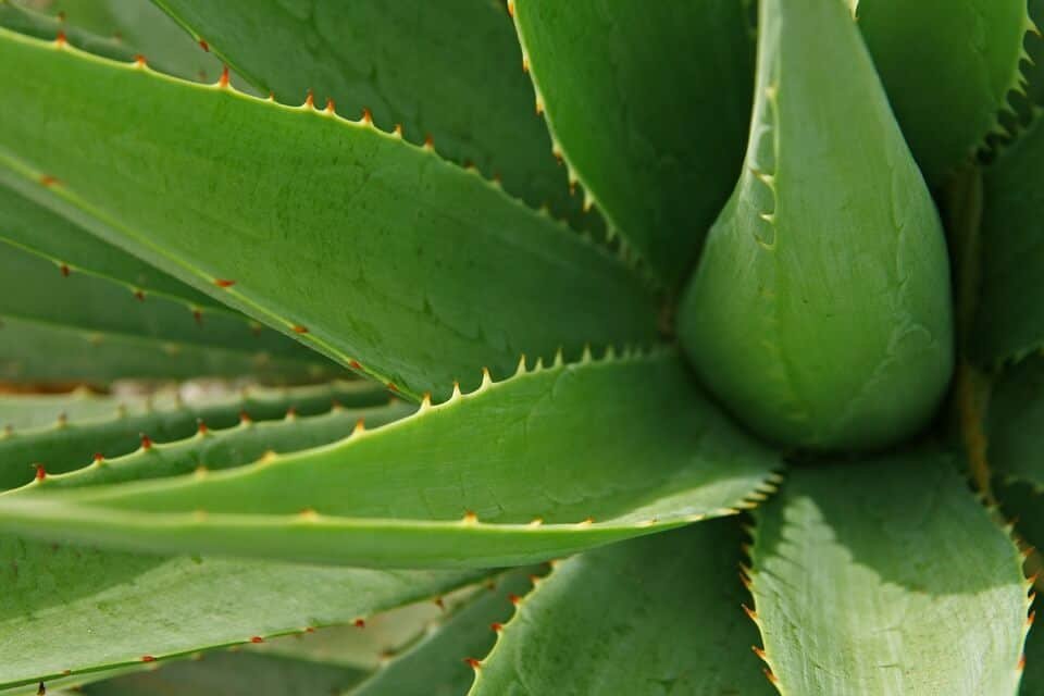 Mannatech review aloe vera supplement