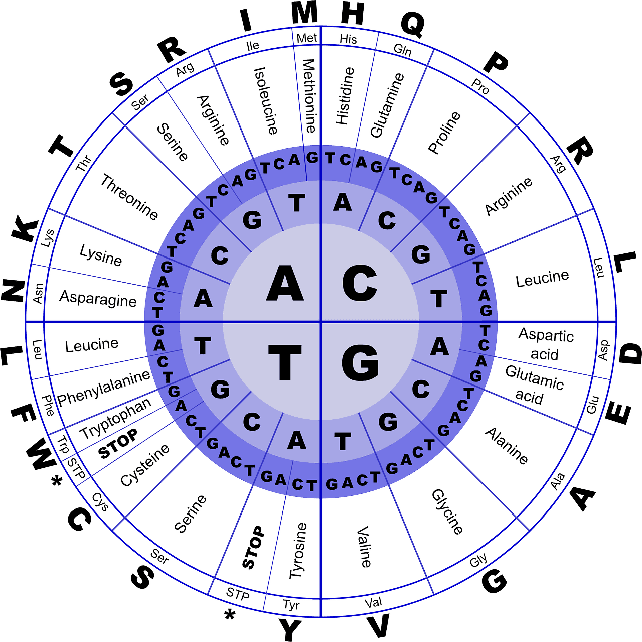 branched chain amino acids