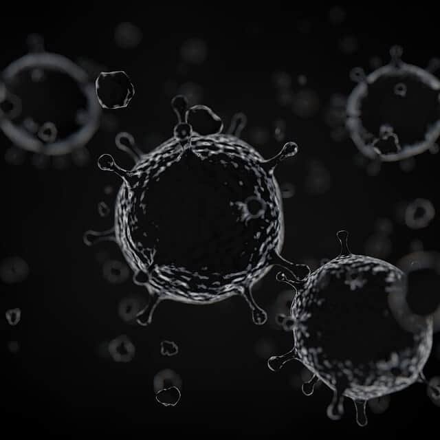bacteria and belly fat