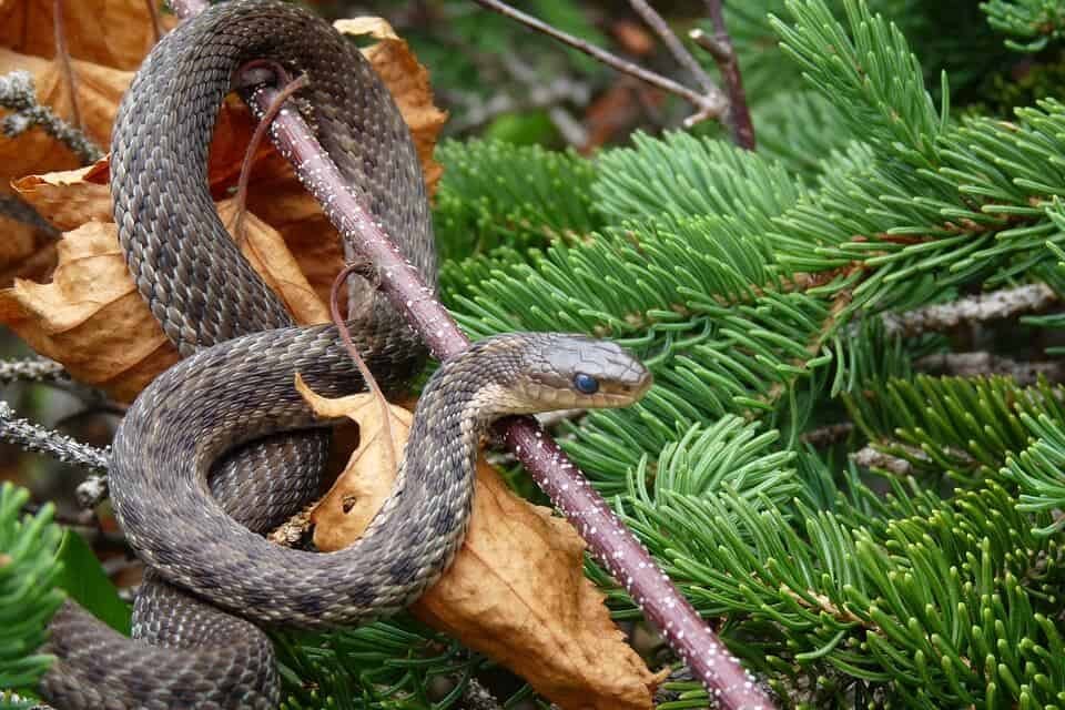 watch for snakes while bird watching
