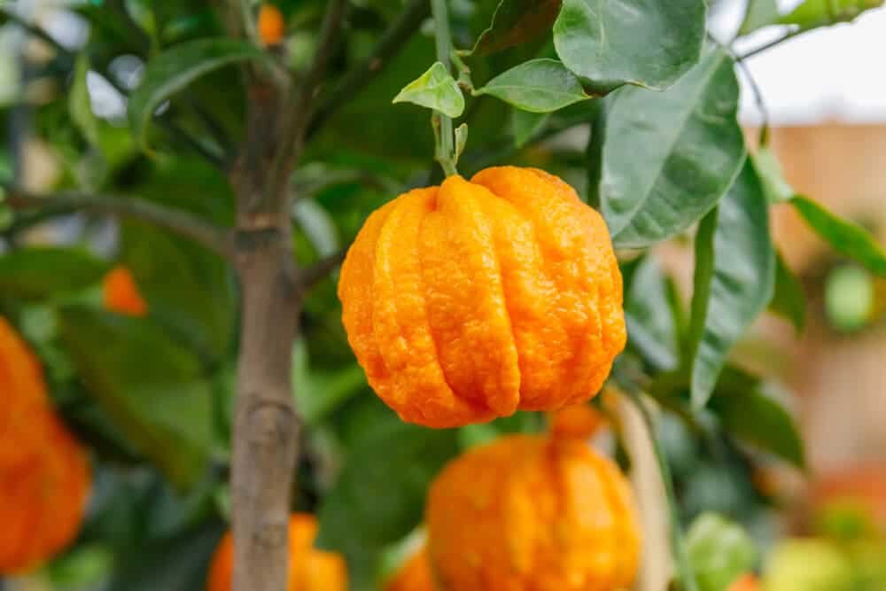 LiShou review ingredient details