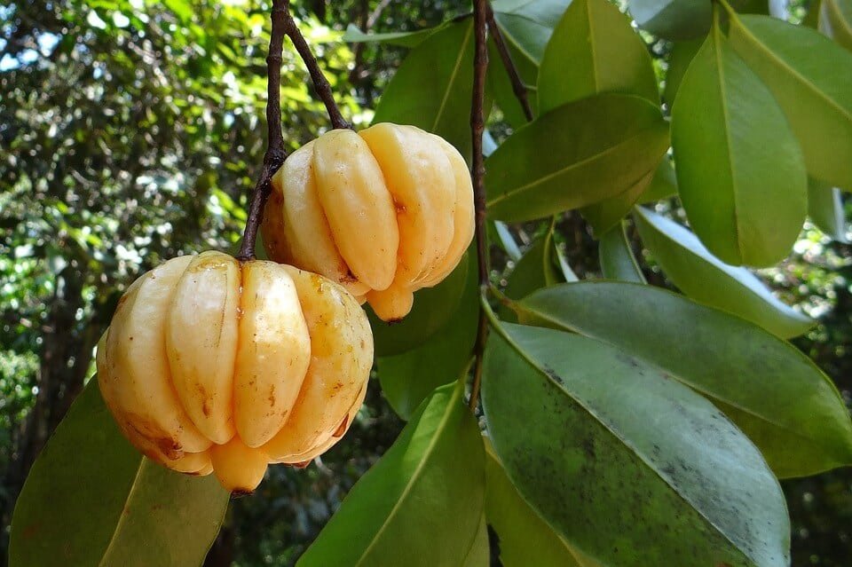Hydroxycitric acid garcinia cambogia supplement