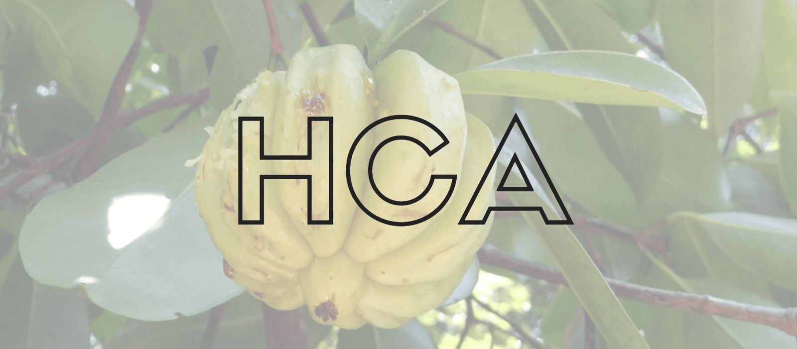 hydroxycitric acid garcinia cambogia