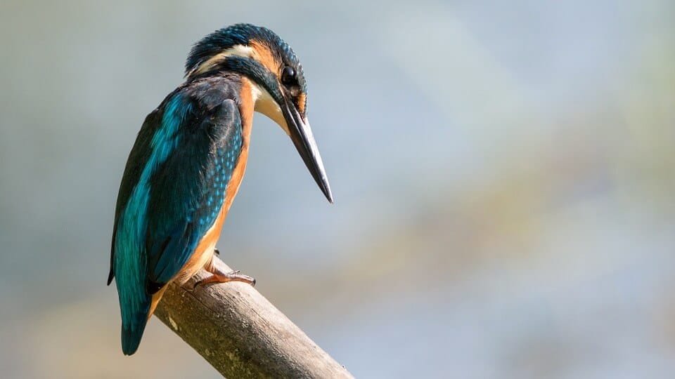 kingfisher bird watching