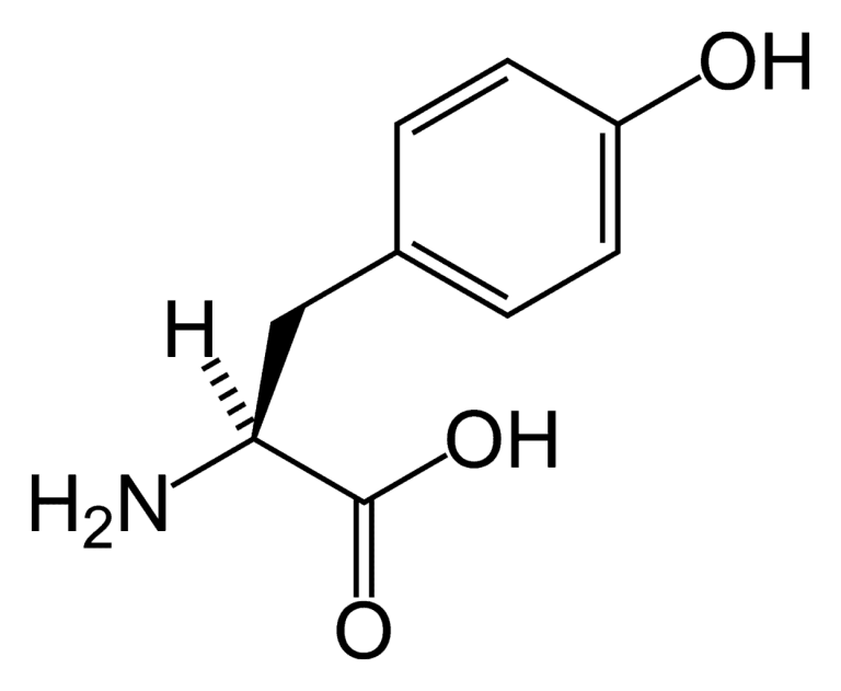 L-Tyrosine amino acid nootropic supplement