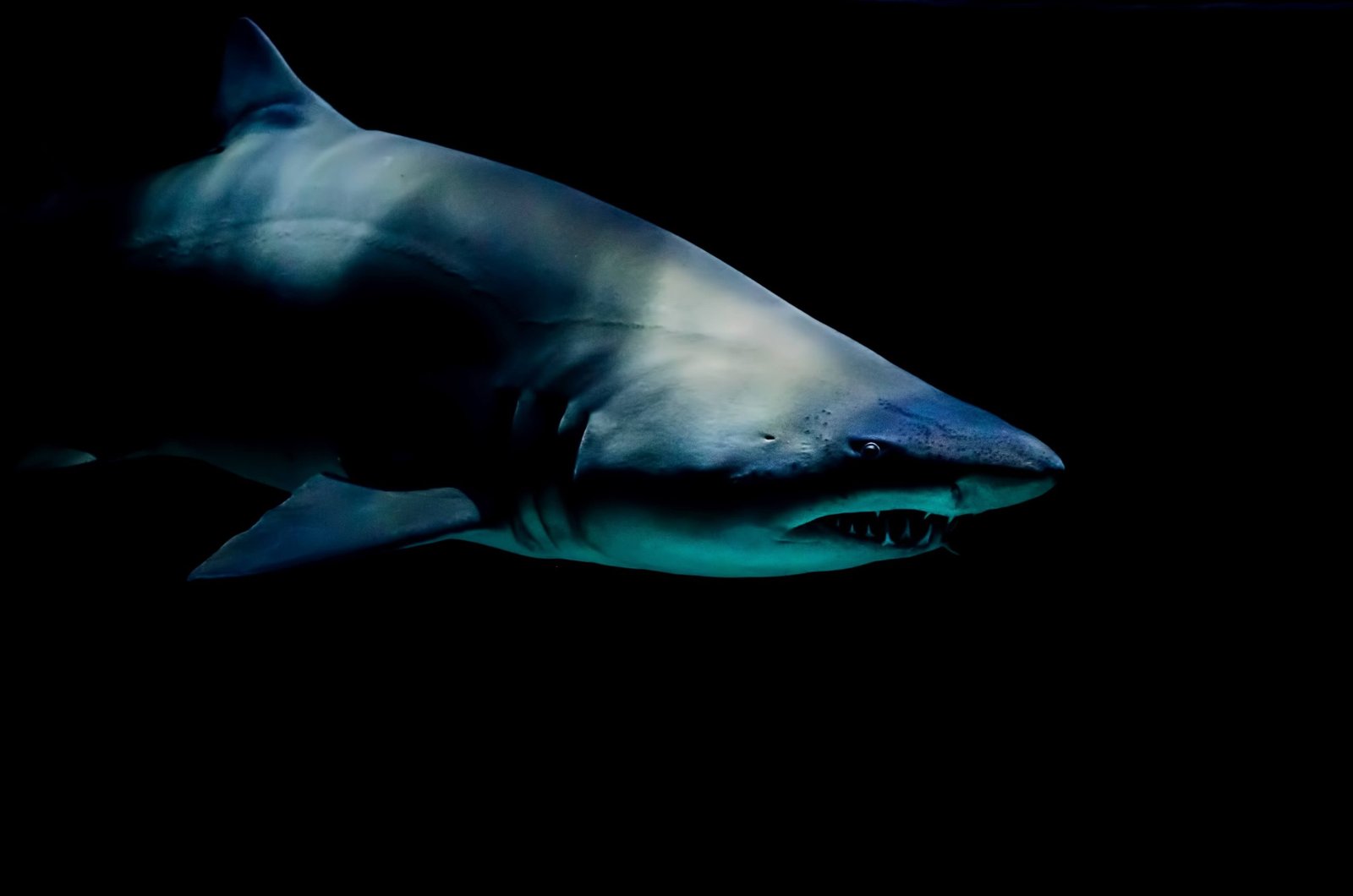 sailboating safety tips around sharks
