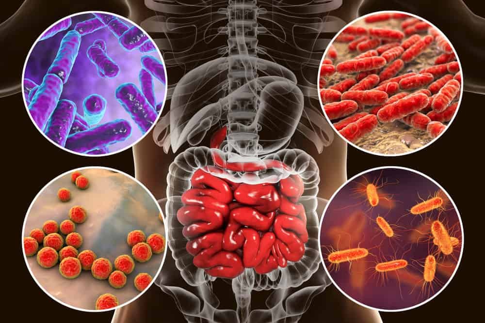 Microbiome - The Microbiome Diet
