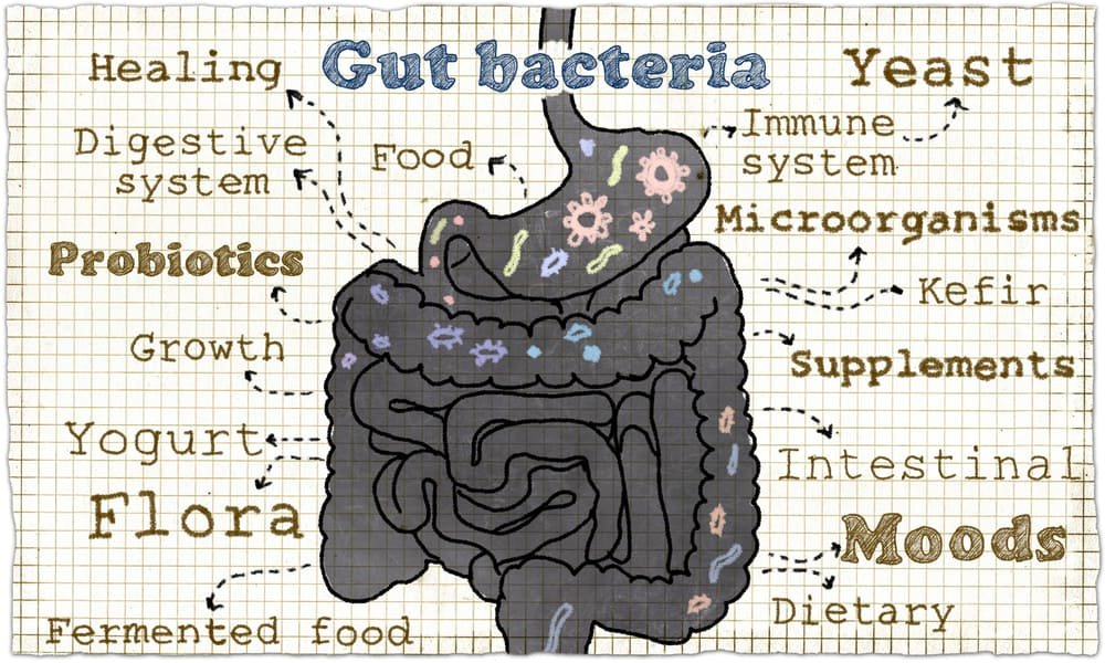 Postbiotics gut bacteria