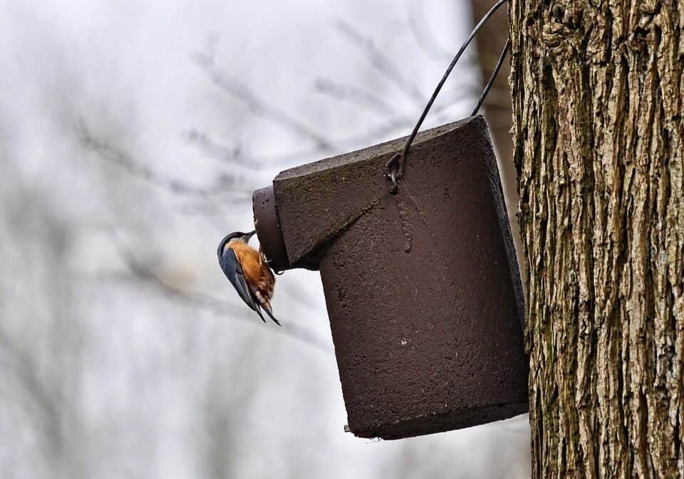 robin at a bird feeder