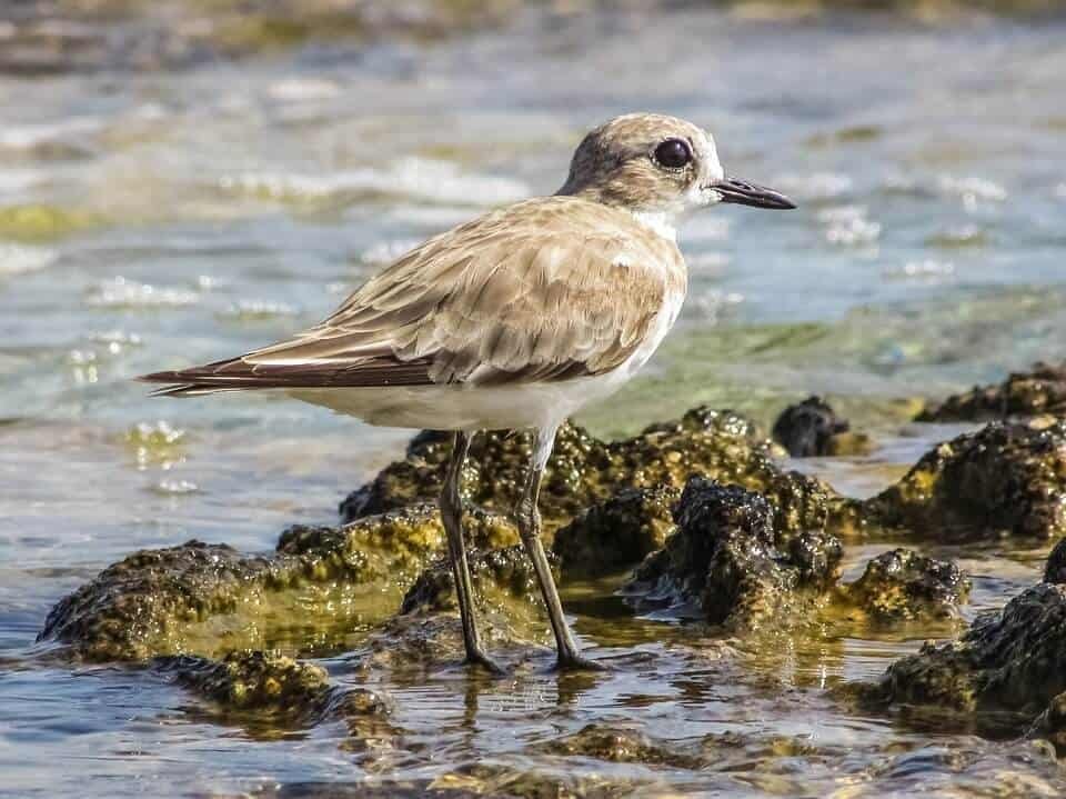 bird watching near water
