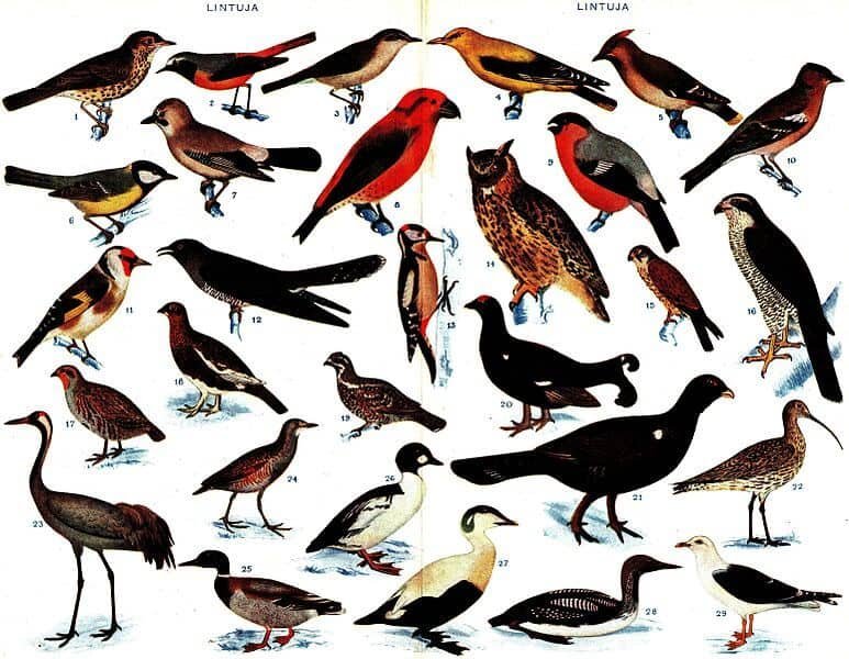 look for different bird characteristics