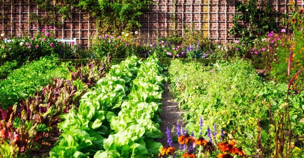 Who makes mykind Organics